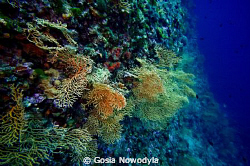 Gorgonia gardens. by Gosia Nowodyla 